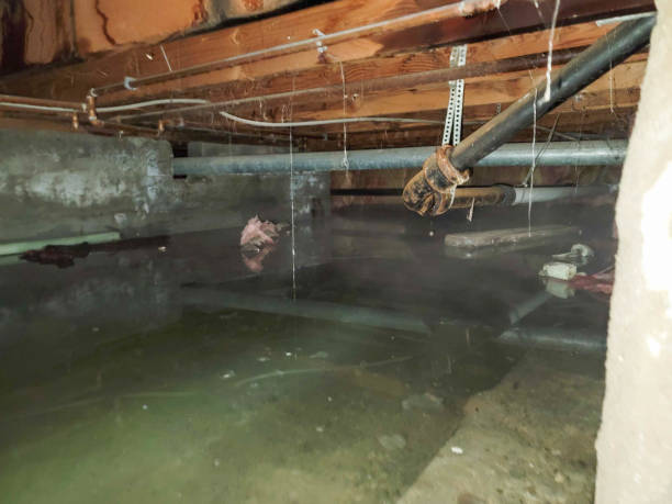 Best Water damage restoration near me  in Palm Coast, FL