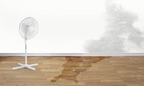 Best Mold removal after water damage  in Palm Coast, FL